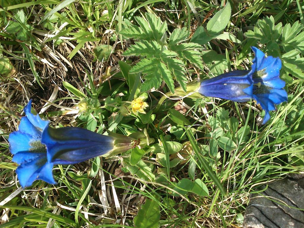 B&B La Genzianella Perarolo di Cadore Buitenkant foto